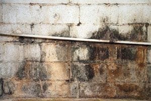 Mold in Your Home – What to Look For and What to Do