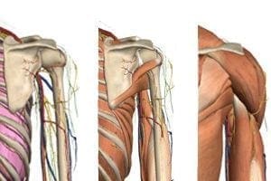 Anatomy of the Shoulder