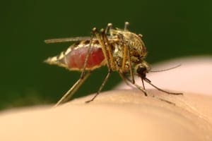 A Hiker’s Guide to Insect Repellent