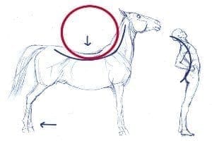 What Is “Swayback” and How Can It Be Treated?