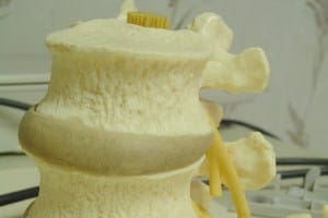 Spinal Anatomy 101